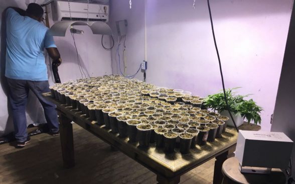 MUDAS DE MACONHA CLIMATIZADAS