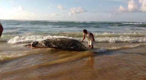 baleia em marau