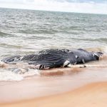 baleia em porto seguro