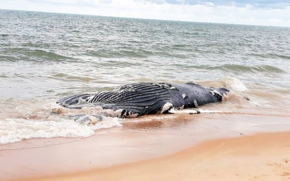 baleia em porto seguro