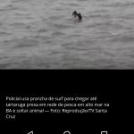 Tartaruga em ILHÉUS