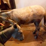 jumenta ARRASTADA EM ITABUNA