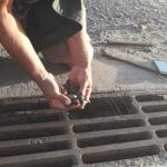 tartarugas no bueiro em mucuri