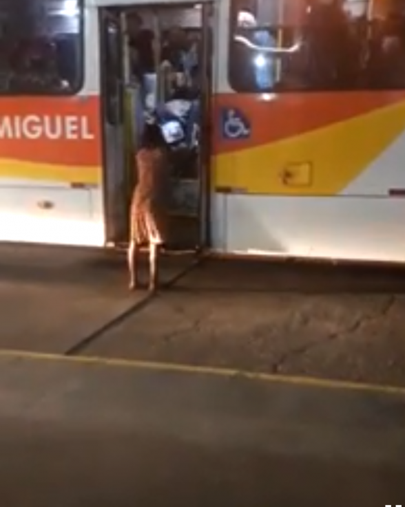 Ônibus com elevador quebrado em Ilhéus