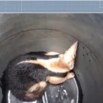 TAMANDUA ITABUNA