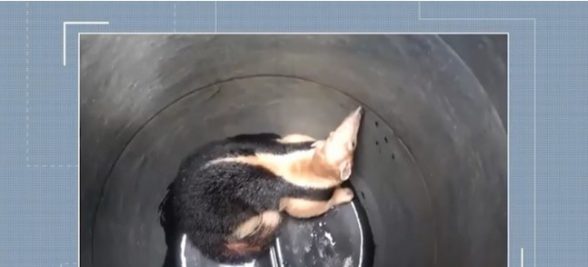 TAMANDUA ITABUNA