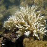 coral no sul da bahia porto seguro