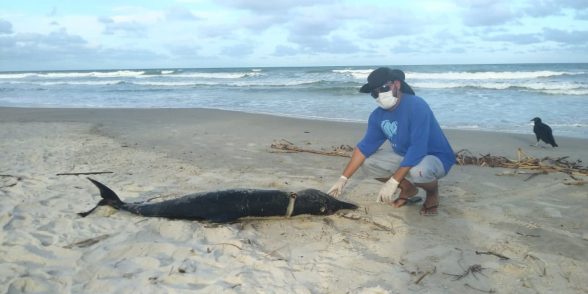 golfinho morto na ponta da tulha