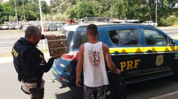 prf-resgata-aves-silvestres-transportadas-dentro-de-onibus-em-itabuna