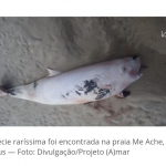 Espécie em extinção em Ilhéus