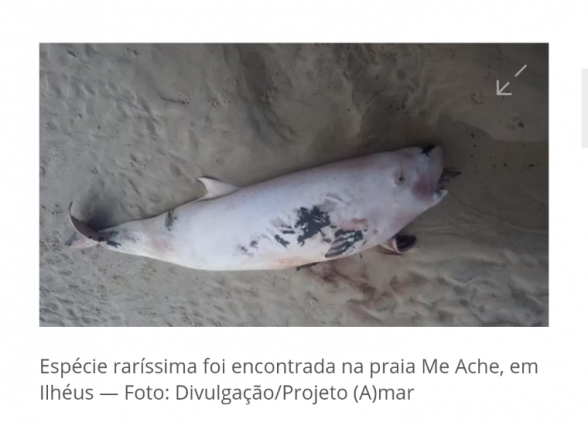Espécie em extinção em Ilhéus