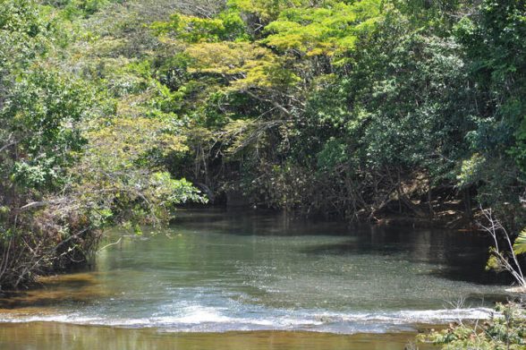 mata Atlântica