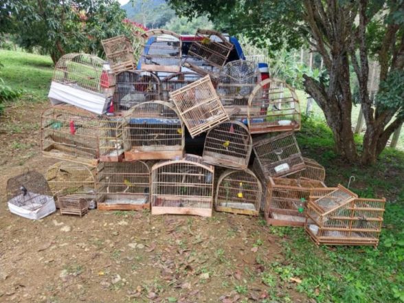 750_passaros-silvestres-cativeiro-cippaps-protecao-ambiental-itamarati-ubata