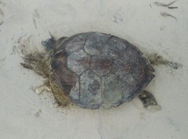 TARTARUGA ILHEUS