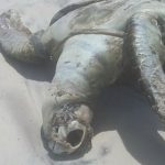 Tartaruga morta em Ilhéus