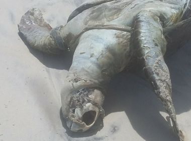 Tartaruga morta em Ilhéus