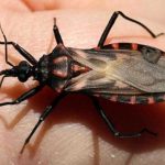 chagas-barbeiro