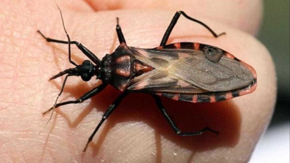chagas-barbeiro