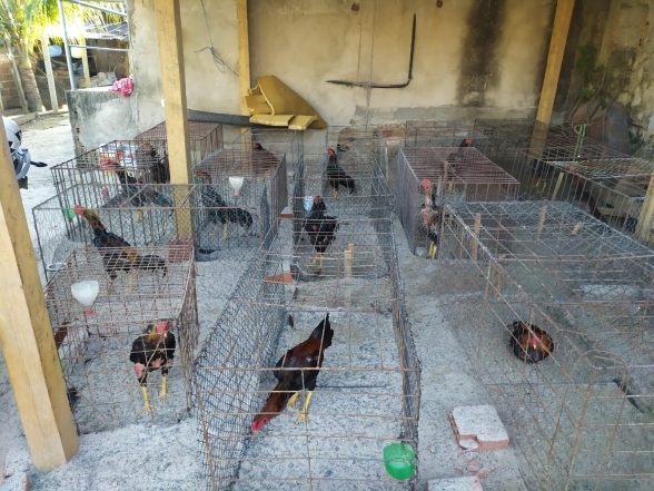 rinha de galo