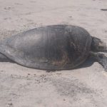 tartaruga-e-encontrada-morta-em-ilheus-na-bahia-numero-de-casos-na-regiao-chega-a-163
