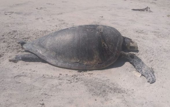 tartaruga-e-encontrada-morta-em-ilheus-na-bahia-numero-de-casos-na-regiao-chega-a-163