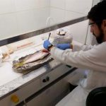 750_bahia-pesca-analise-oleo-pescados-bahia_20201215474059