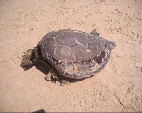 Tartaruga juvenil.morta em Ilhéus