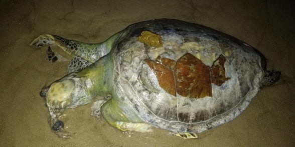 Golfinho e tartarugas são encontrados mortos em praias de Ilhéus 2