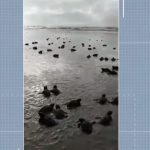 tartarugas