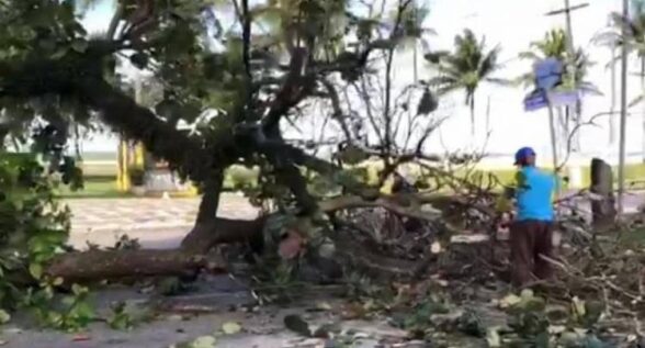 Derrubada de árvores na avenida