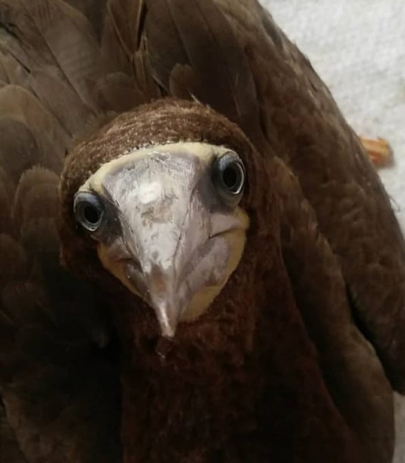 Ave Marinha Ilhéus