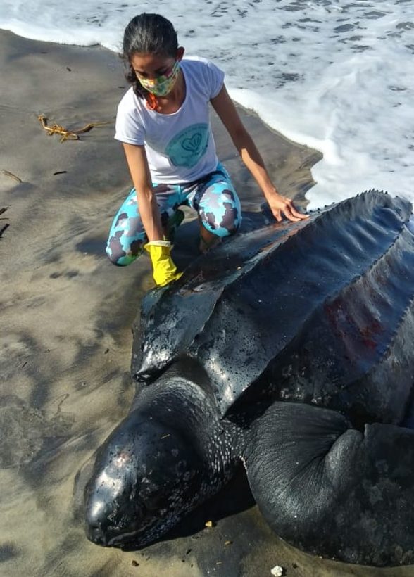 Tartaruga de couro ameaçada de extinção
