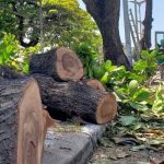 jornaldoradialista2017-meio-ambiente-projeto-de-lei-quer-impedir-corte-de-arvores-historicas-no-municipio-de-ilheus-01-e1595145736485-1728x800_c