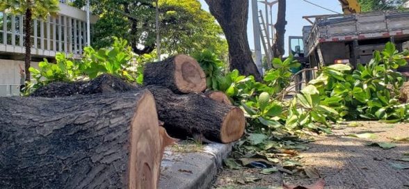 jornaldoradialista2017-meio-ambiente-projeto-de-lei-quer-impedir-corte-de-arvores-historicas-no-municipio-de-ilheus-01-e1595145736485-1728x800_c