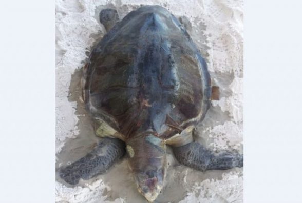 tartarga morta