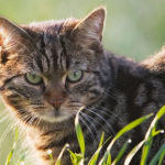 GATOS