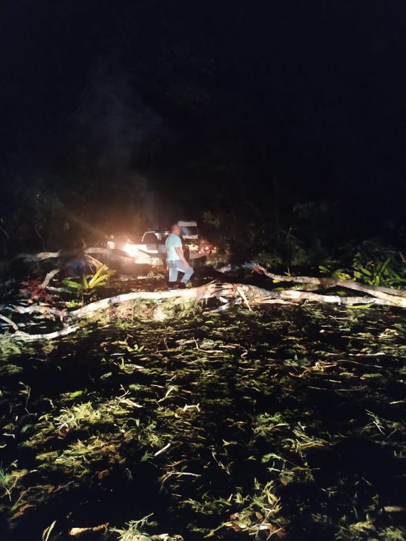 queda de arvore na rodovia ilheus itabuna