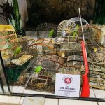 aves_silvestres_sao_encontradas_em_cativeiro