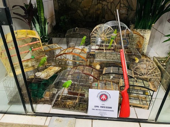 aves_silvestres_sao_encontradas_em_cativeiro