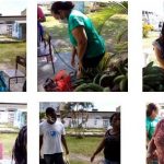 apae ppa alimentos