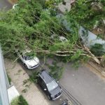 Árvore cai em cima de dois carros em Teixeira de Freitas — Foto: Arquivo Pessoal