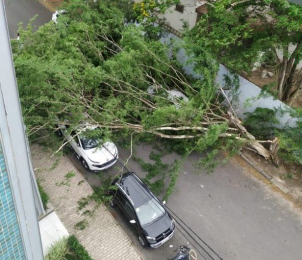 Árvore cai em cima de dois carros em Teixeira de Freitas — Foto: Arquivo Pessoal