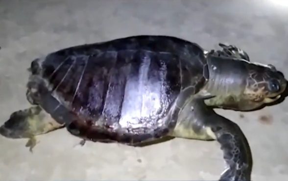 Tartarugas marinhas são encontradas mortas em praias no sul da Bahia — Foto: Reprodução/TV Santa Cruz