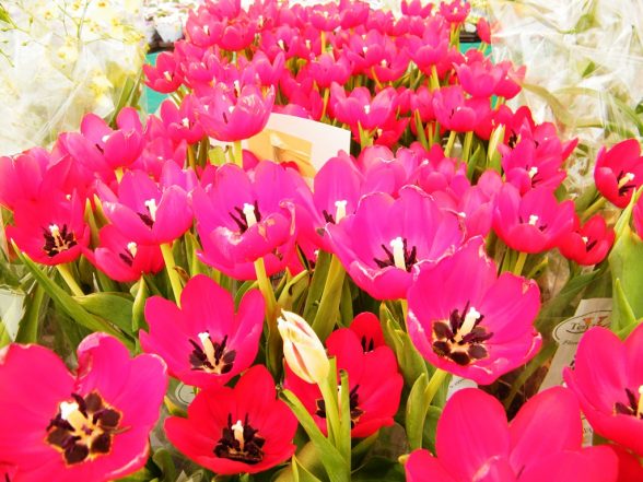 Feira de flores ilheus