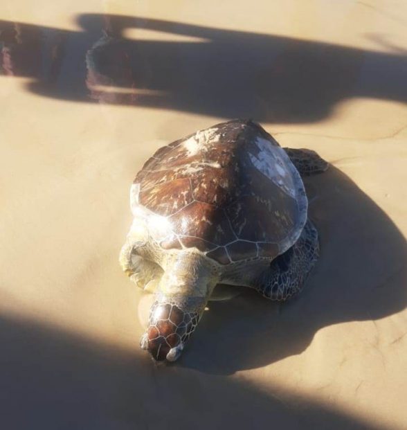 TARTARUGA-FOI-ENCONTRADA-MORTA-NA-PRAIA-DO-SUL-EM-ILHÉUS