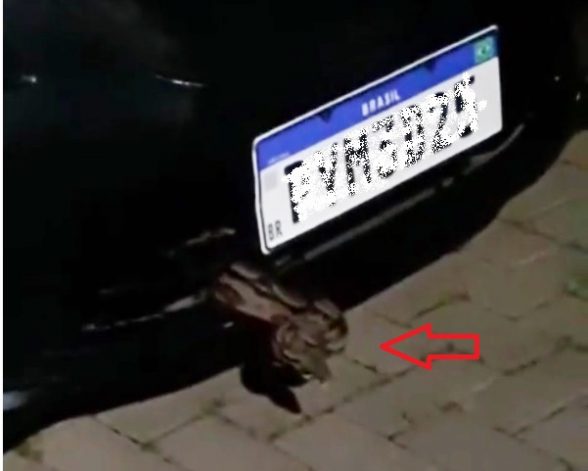 JIBOIA-E-ENCONTRADA-EM-VEICULO-NO-HOSPITAL-COSTA-DO-CACAU_mod