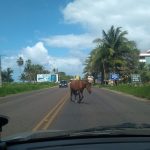 Animais em vias públicas