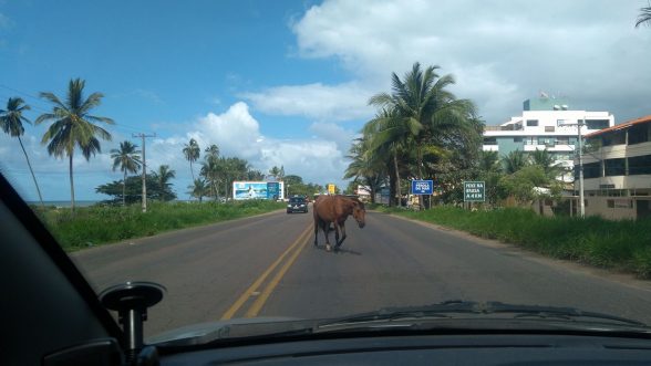 Animais em vias públicas