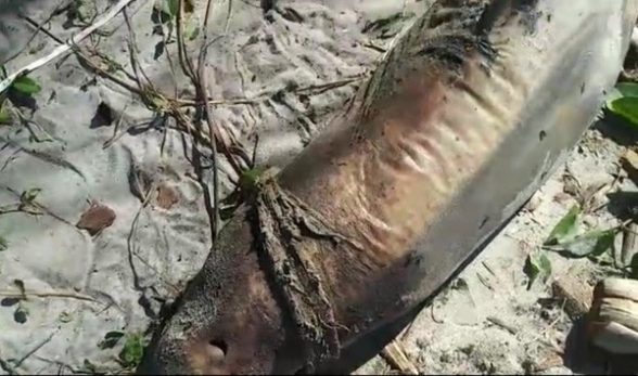 Boto-cinza é encontrado morto em Ilhéus — Foto: Projeto (A)Mar