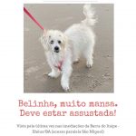 Belinha cão desaparecido